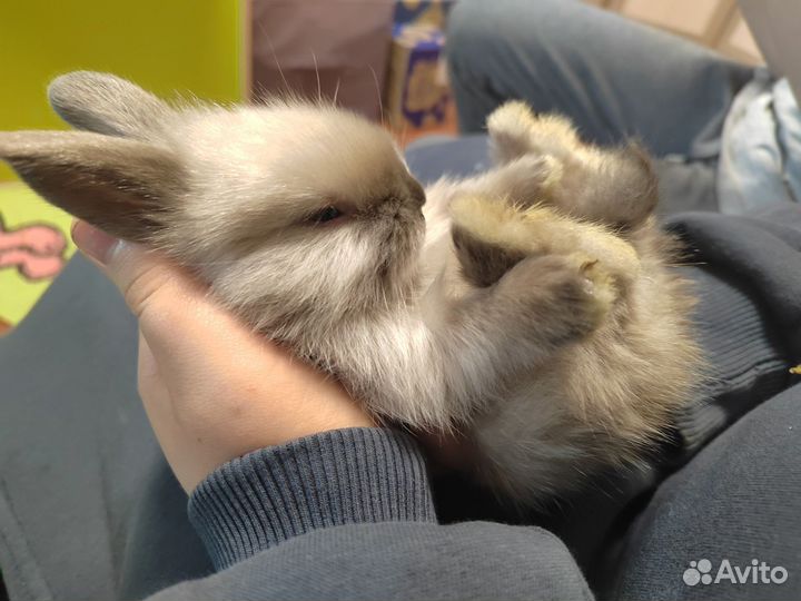 Декоративные Крольчата львиноголовые