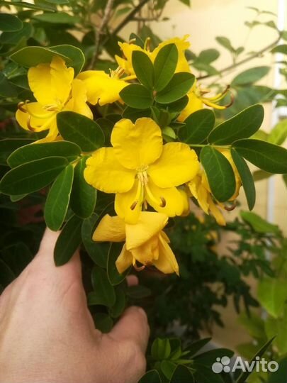 Красивоцветущие