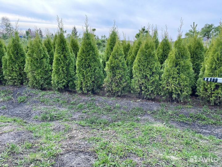 Туя смарагд 1,6 метра свежая копка 2023