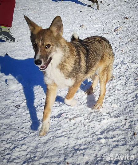 Собака в добрые руки