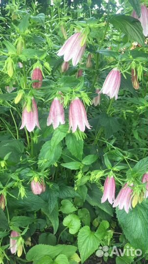 Цветы многолетники