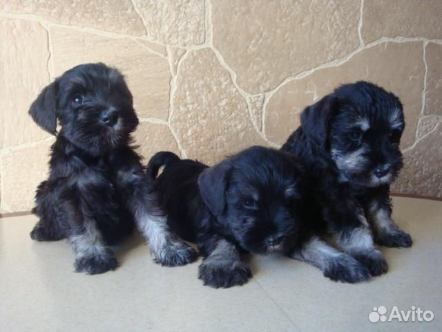 Цвергшнауцер черный с серебром щенки