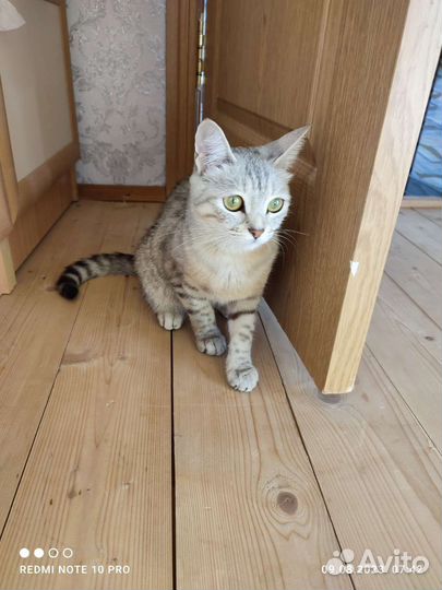 Кошка британка бесплатно