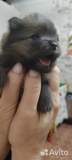 Щенки шпица