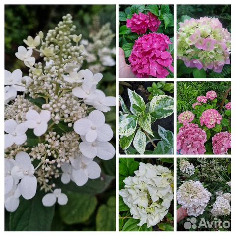 Гортензия метельчатая,крупнолистная,пильчатая