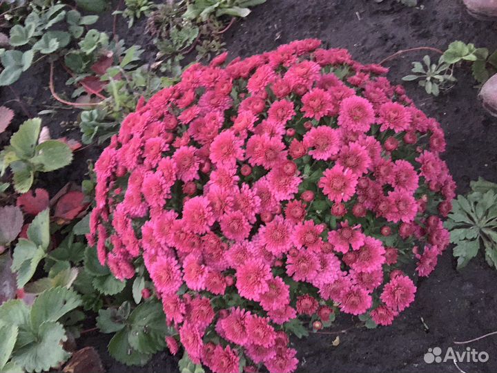 Королева осени - хризантема мультифлора