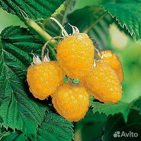 Желтая малина, саженцы