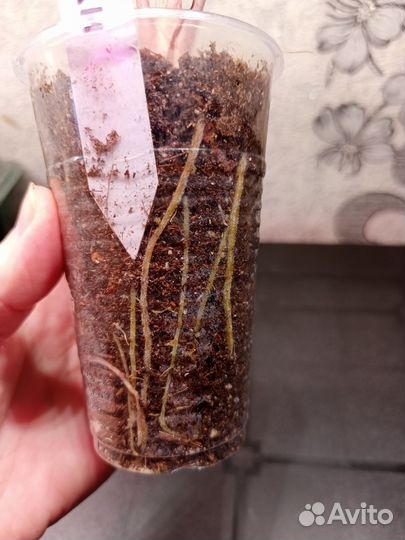 Алоказия Полли