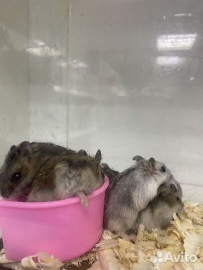 Джунгарский хомяк