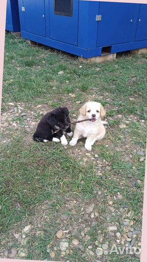 Щенок в добрые руки