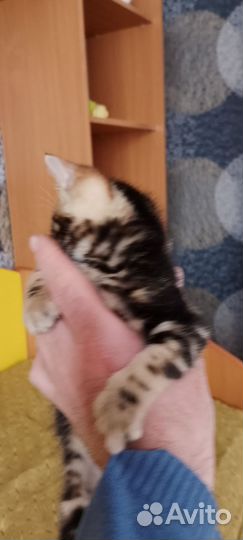 Бенгальский котенок