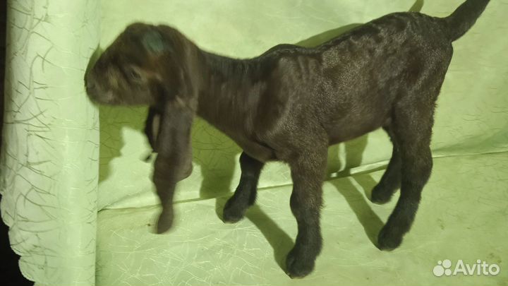 Козы дойные Камори 50%