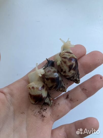 Улитки ахатины, слизни