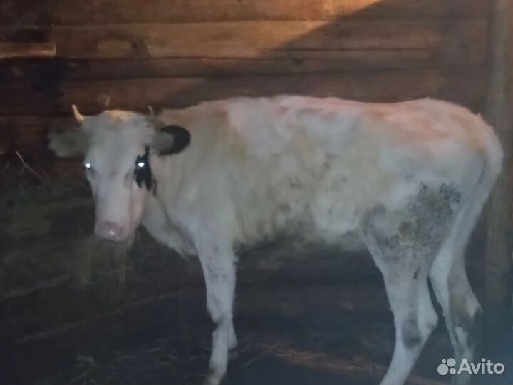 Телка на мясо