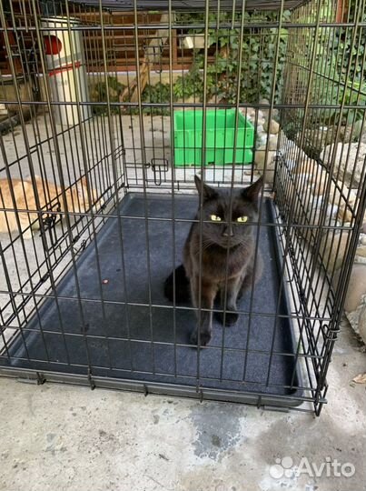 Клетка для перевозки передержки собак и кошек