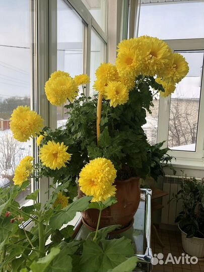 Хризантема комнатная