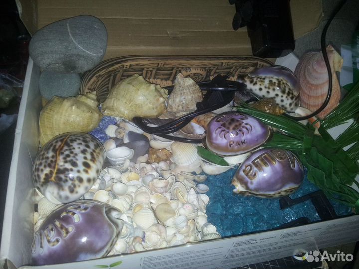 Для аквариума-камушки, ракушки, водоросли