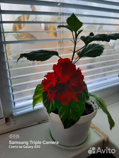 Гибискус китайская роза