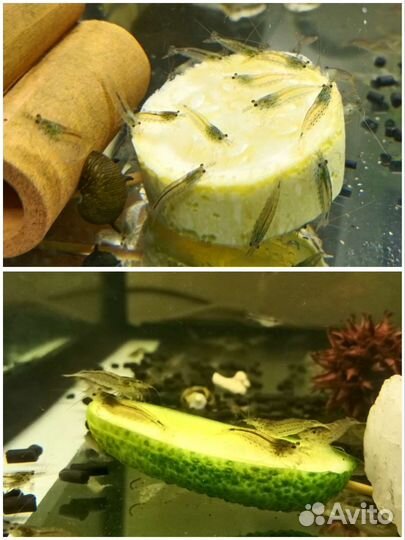 Креветки Амано, трубки Чолла, Стифодоны, бактерии