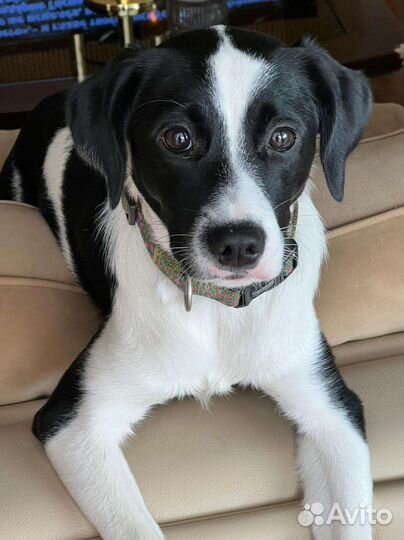 Собака в добрые руки