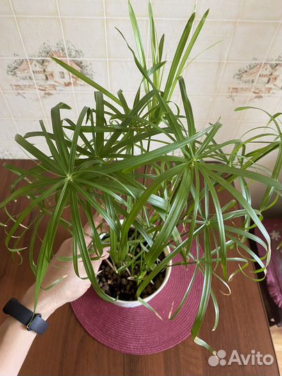 Циперус папирус