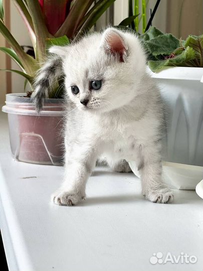 Пушистое чудо