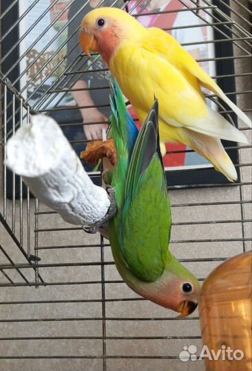 Попугай, розовощекий неразлучник, цена за одного