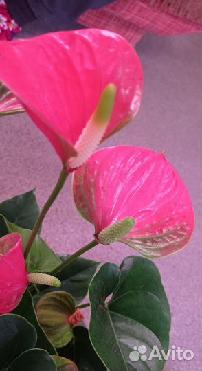 Антуриум Сиерра Оранж