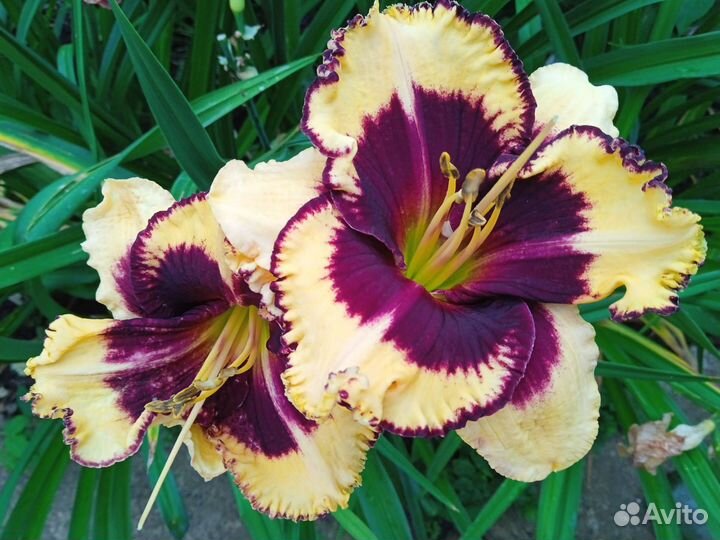 Продаю сортовые лилейники, пионы, печеночницы