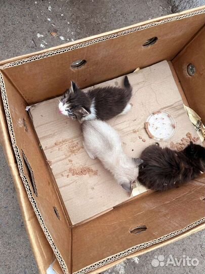 Ласковые котята в добрые руки