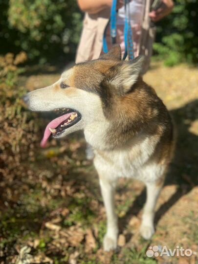 Собака в добрые руки