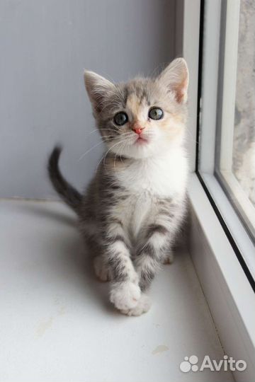 Котята в ответственную семью