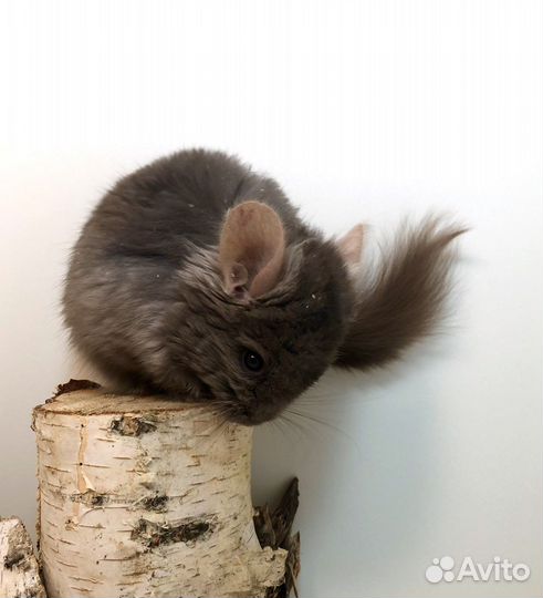 Шиншилла Ангора