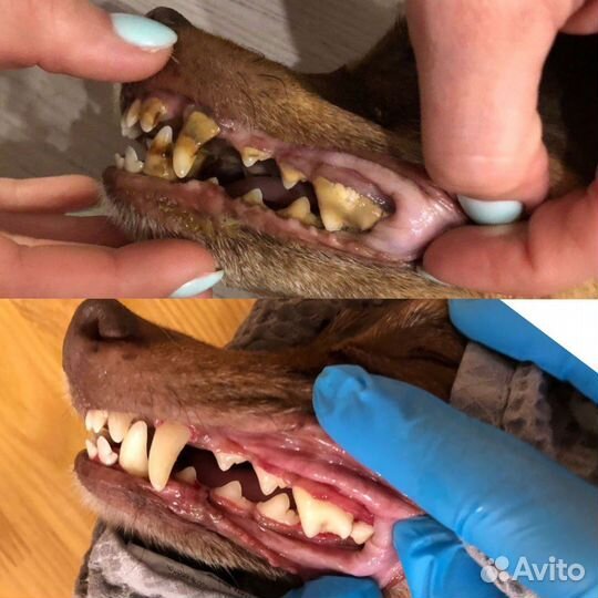 Ветеринарный врач с выездом на дом