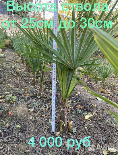 Пальмы, саженцы, семена Трахикарпус Форчуна