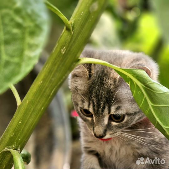 Котенок в добрые руки