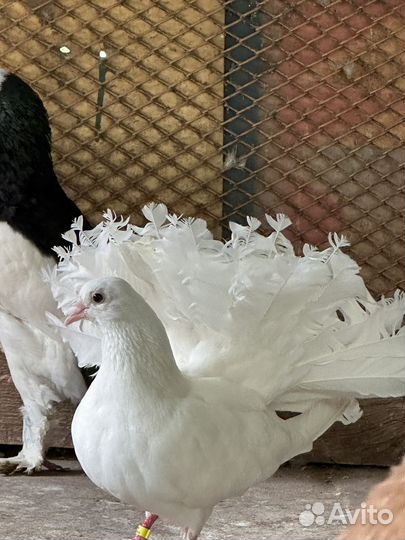 Голуби продажа павлины