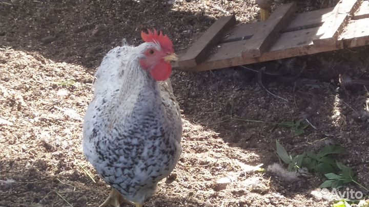 Молодые петухи Билефельдер и Михелены