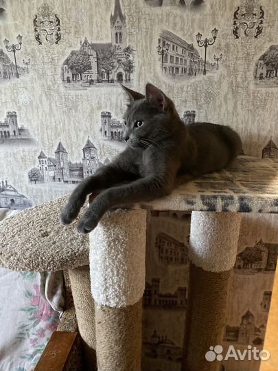 Кошечка Даша ищет дом