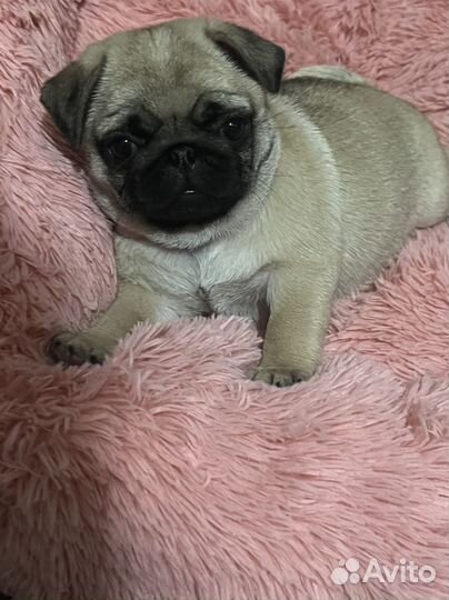 Мопс девочка РКФ