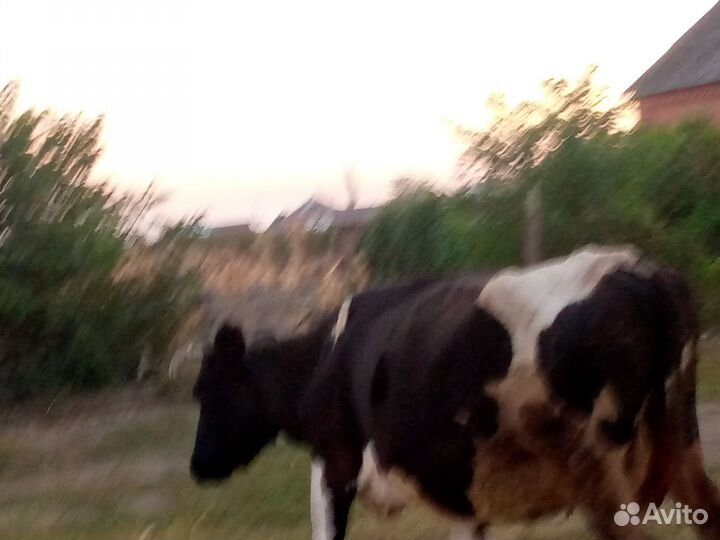 Корова дойная