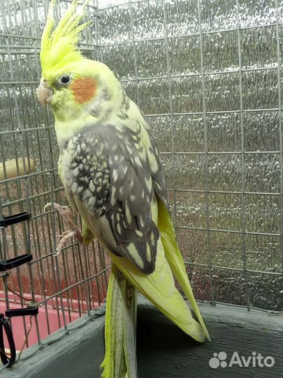 Попугай корелла ручной. торг
