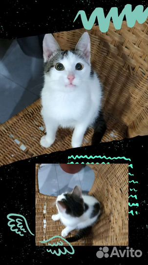 Котенок в добрые руки