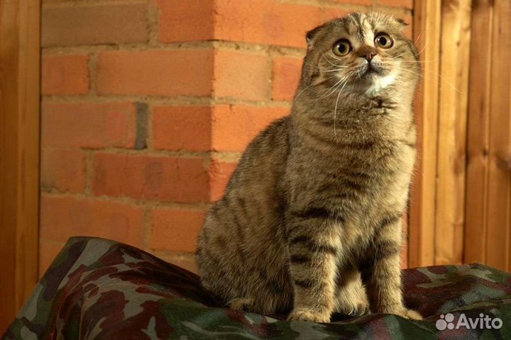 Шотландская вислоухая кошечка
