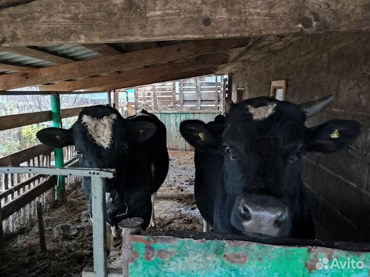 Бычки и быки на мясо