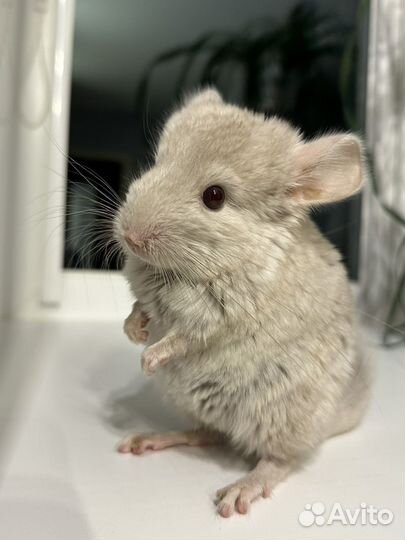 Передержка домашних животных