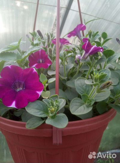 Петунии кустовые крупноцветковые