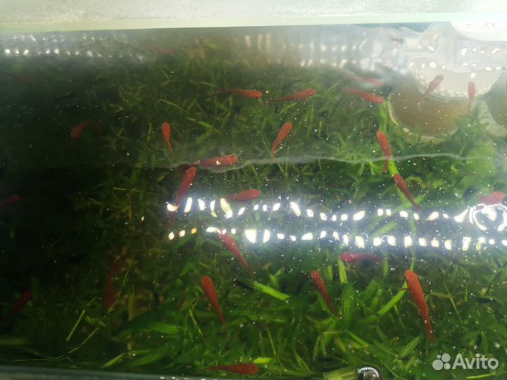 Аквариумные рыбки меченосцы