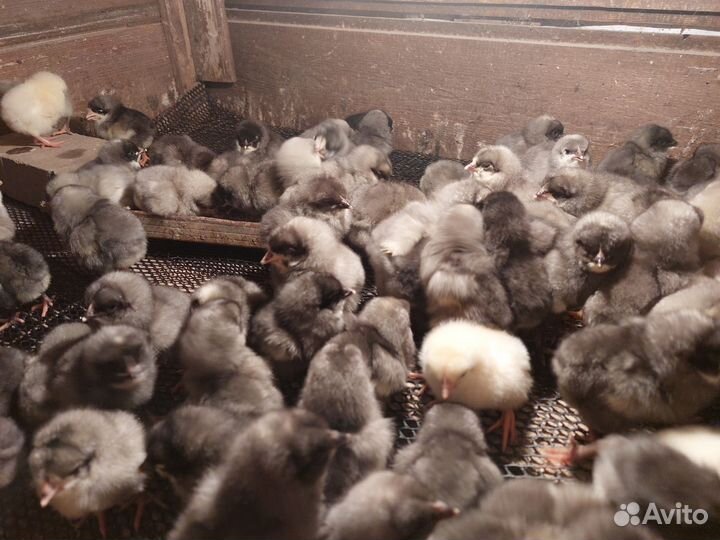 Гусята,цыплята,утята, муларды, бройлеры, индюшата