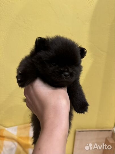 Щпице детки для резерва